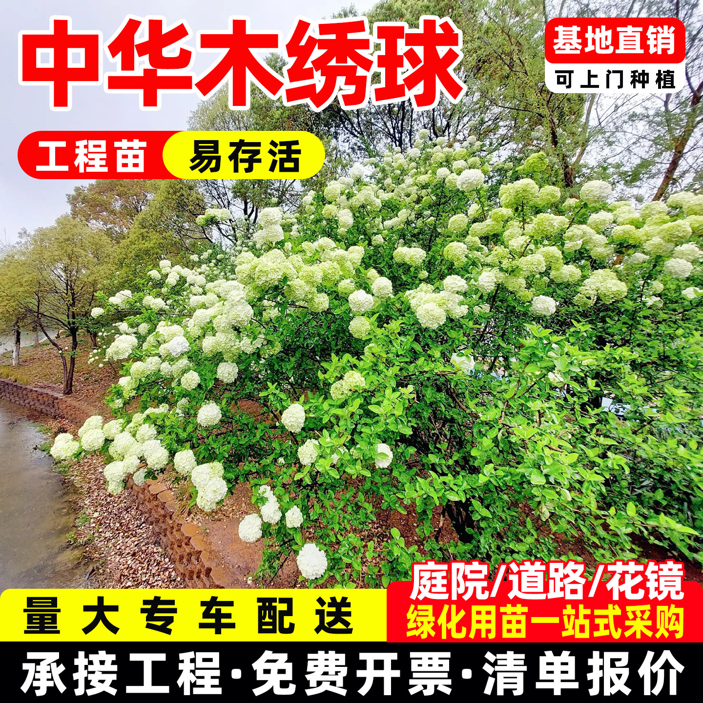中华木绣球树大花斗球树苗花苗老桩盆栽室外四季带花苞开花圆锥图片