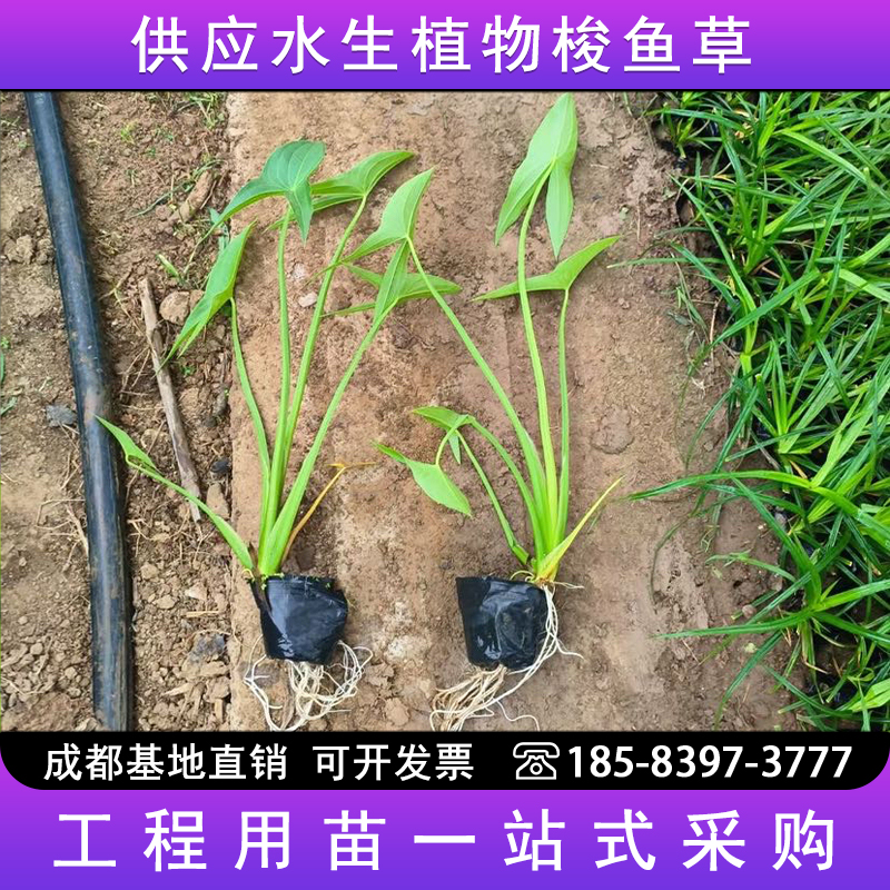 梭鱼草多年生水生植物鱼池水池花卉庭院池塘造景净化水质海寿花苗