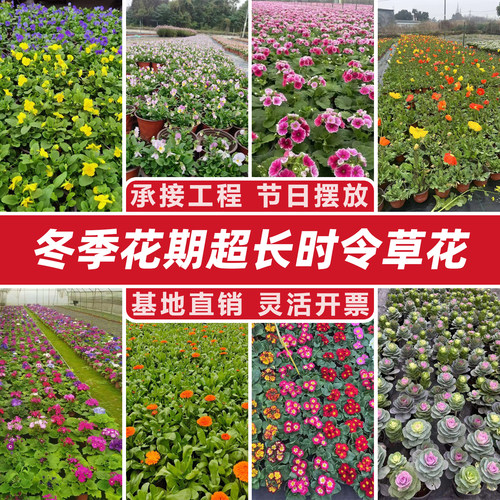 冬季开花组合时令草本花卉