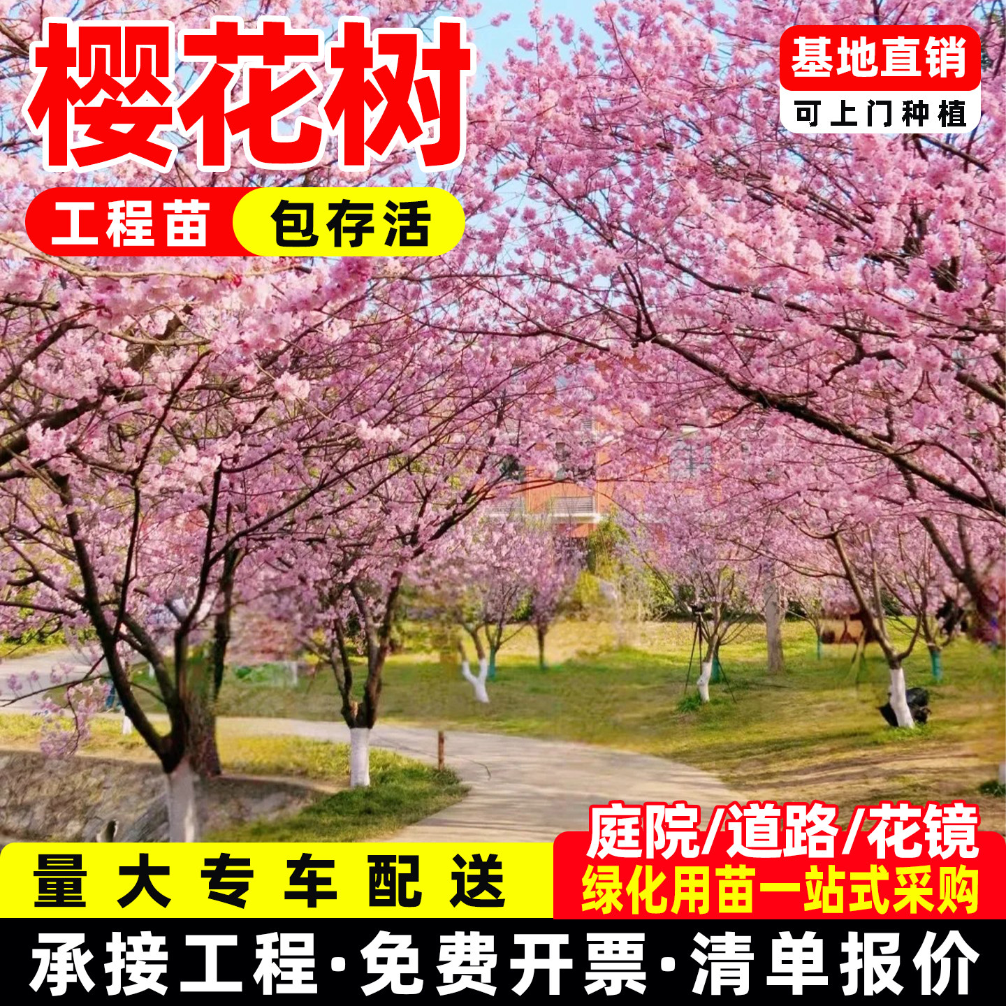 日本樱花树苗南北方室外庭院种植晚樱绿化风景树花卉盆栽植物重瓣