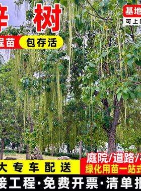 成都梓树树苗庭院室外观赏树公园庭荫树园林绿化行道乔木桂花树苗