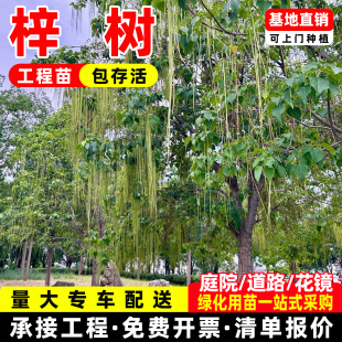 成都梓树树苗庭院室外观赏树公园庭荫树园林绿化行道乔木桂花树苗