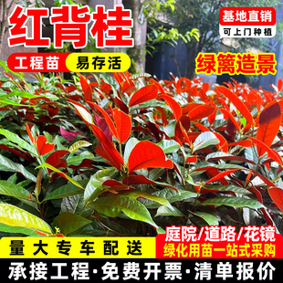 红背桂红紫木花卉红叶桂花彩叶桂花树庭院阳台盆栽工程绿化带苗