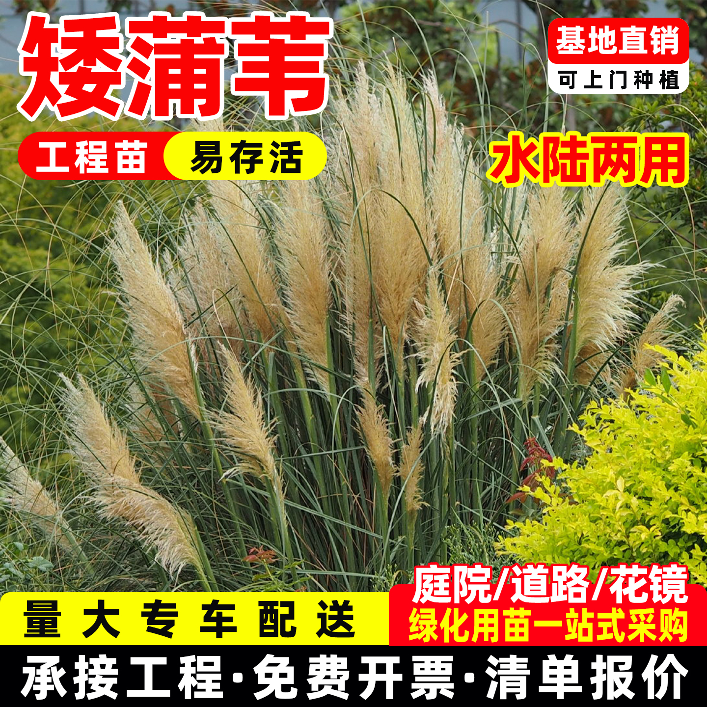 矮蒲苇花叶蒲苇陆地挺水水生花卉芦苇草盆栽水池绿化庭院水景观