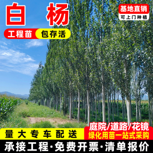 白杨大叶头杨树耐寒耐旱园林景观景区公园道路绿化行道树桂花树苗