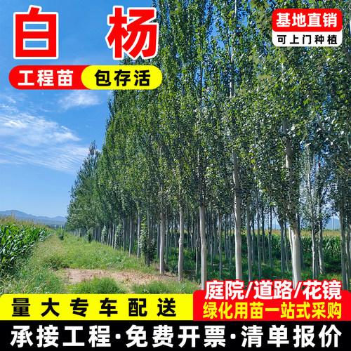 白杨大叶头杨树耐寒耐旱园林景观景区公园道路绿化行道树桂花树苗