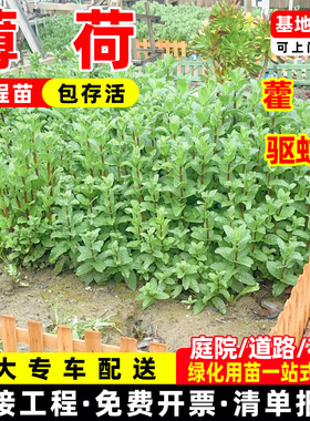 藿香薄荷驱蚊草迷迭香盆栽苗绿色多年生好养阳台庭院观赏绿叶绿植