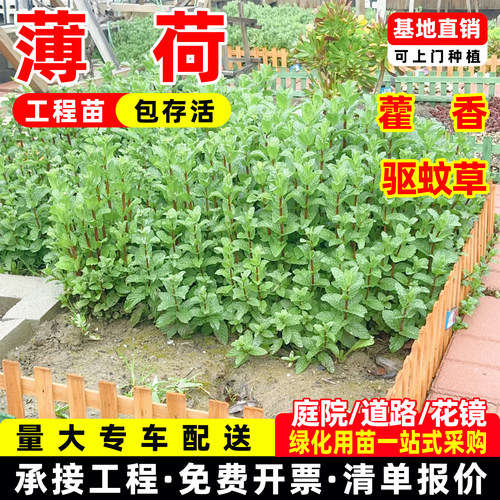 藿香薄荷驱蚊草迷迭香盆栽苗绿色多年生好养阳台庭院观赏绿叶绿植