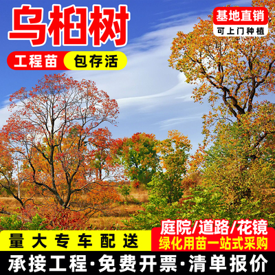 绿化工程彩叶庭院别墅乌桕树苗