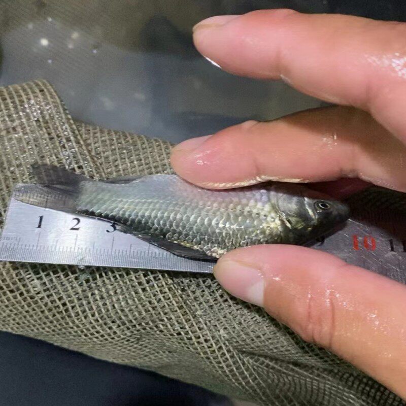 鲫鱼苗活体淡水东北鲫鱼苗银鲫鱼苗湘云鲫鱼苗大规格工程鲫白金鲫