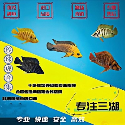三湖慈鲷坦鲷虎金头虎黑喷虎热带观赏鱼白喷虎面具虎柠檬虎好养活