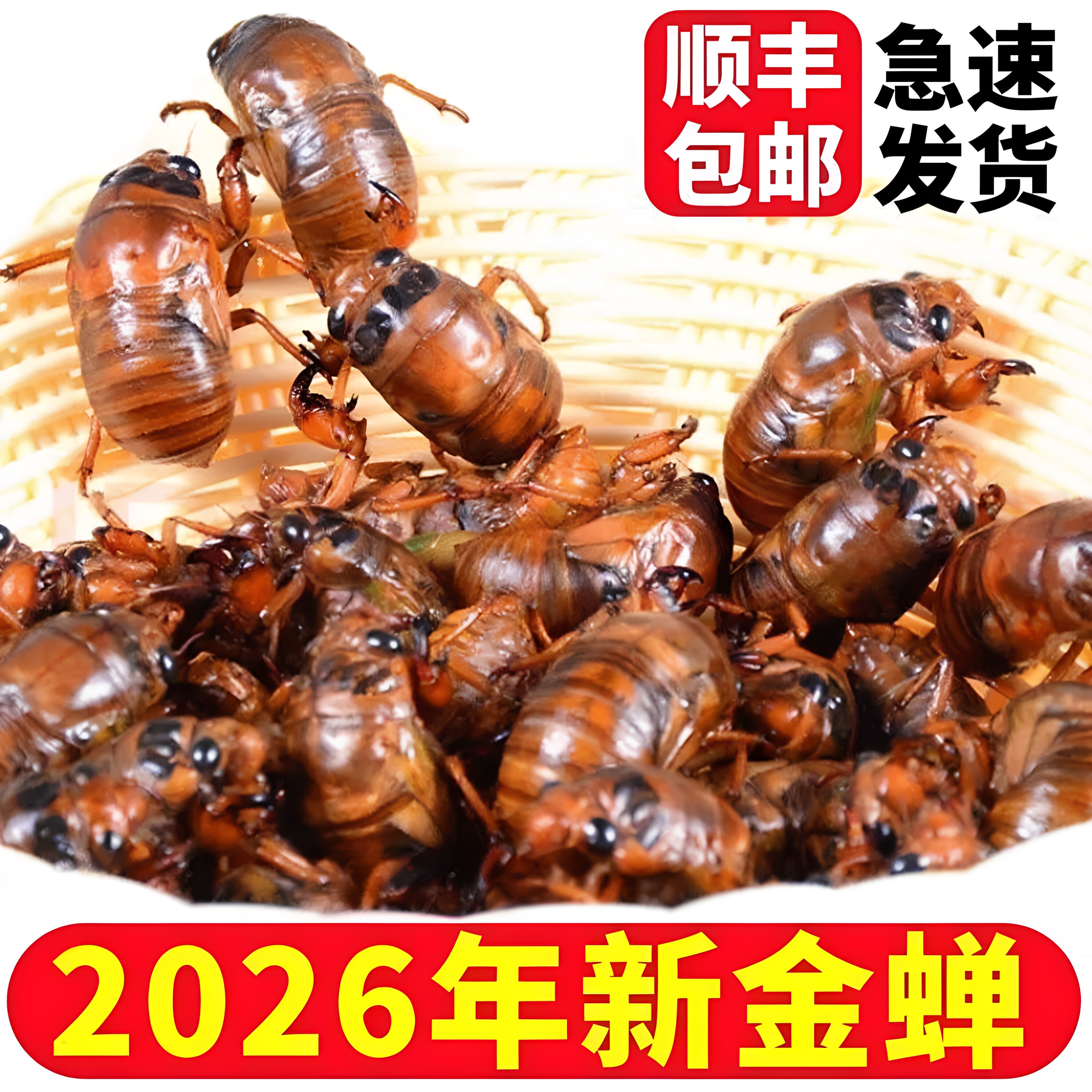 山东知了猴2026刚出土纯野生