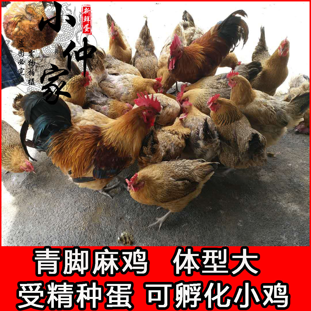 农家散养青脚麻鸡受精蛋种蛋可孵化小鸡快大型品种10枚起包邮