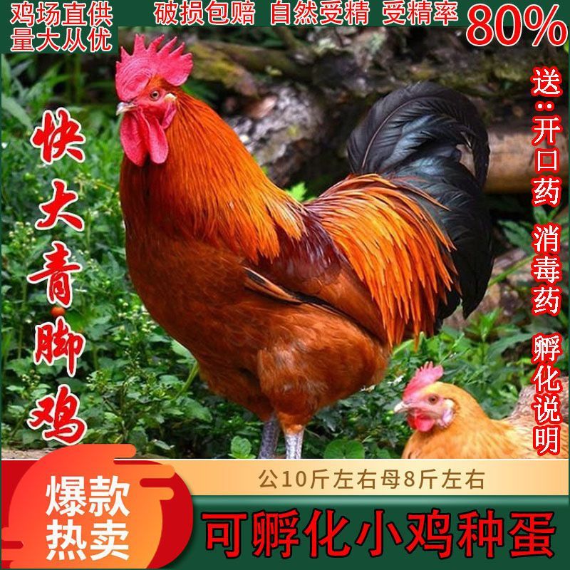 快大型青脚麻鸡种蛋受精蛋自然受精土鸡种蛋可孵化小鸡蛋宠物鸡