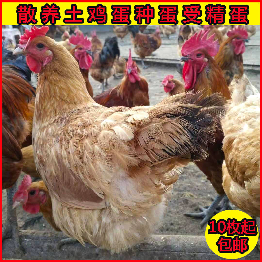 苏北农家散养可孵化新鲜土鸡种蛋 种蛋 柴鸡蛋笨鸡蛋种蛋受宠物鸡