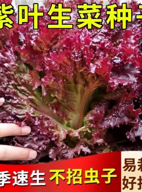 紫叶生菜种子罗莎红叶生菜沙拉即食蔬菜种籽阳台菜园四季播种天合