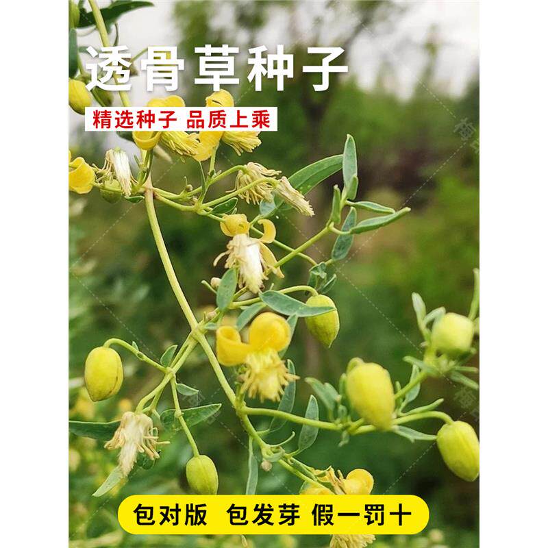 透骨草种子 珍珠透骨草籽 散装野生材中草药春季药材种子