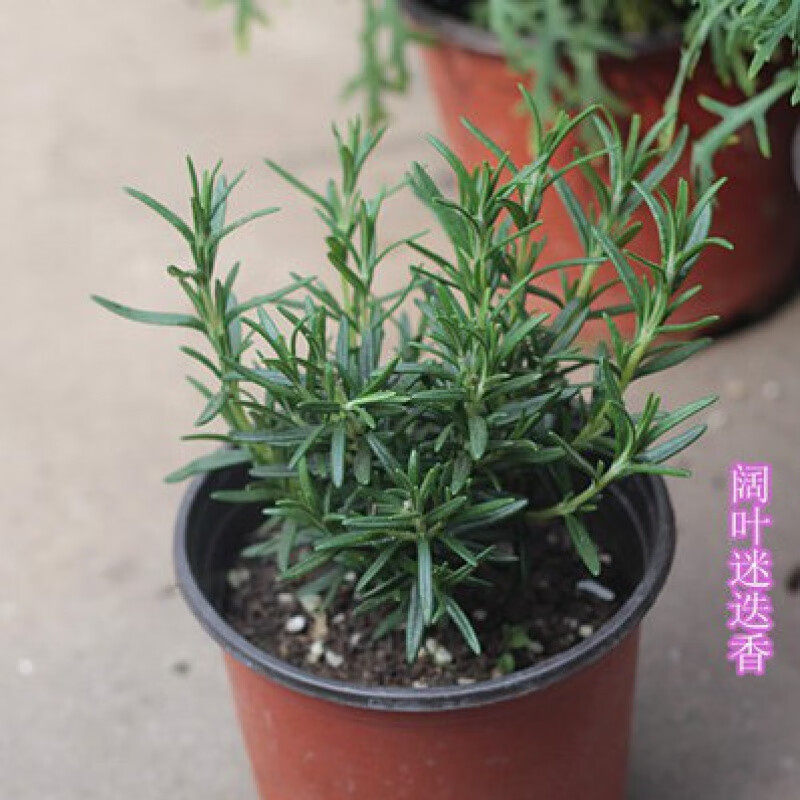 神香草种子 可食用香草种子驱蚊虫多年生植物香囊草种子四季易种