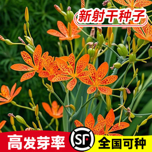 射干种子黑莓种子多年生耐旱射干种籽耐寒盆栽观赏花卉材种籽