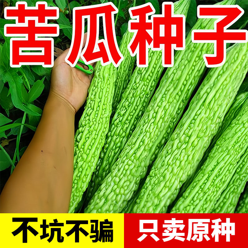 脆嫩长绿苦瓜种子青皮苦瓜特长庭院爬藤翠绿肉厚春季蔬菜种籽天合