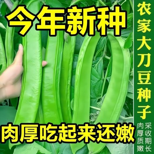 厚肉大刀豆种子四季可播易种