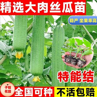 早熟肉丝瓜苗秧长香丝瓜种籽子孑清香阳台庭院蔬菜种子丝瓜苗秧苗