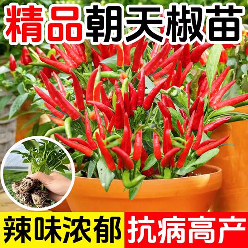 朝天椒苗小米辣椒秧苗四季盆栽螺丝薄皮青椒种籽孑春季蔬菜苗大全