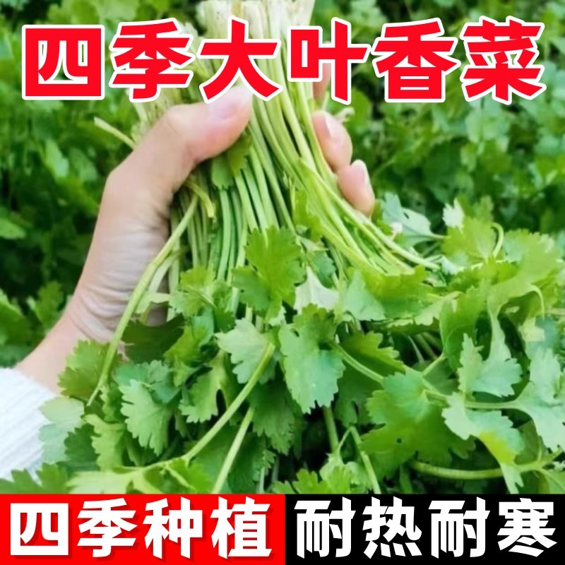 四季香菜种子阳台室内盆栽庭院芫荽蔬菜种子四季种植香菜籽种子苗,农用物资,蔬菜种子/种苗,淘宝优惠券,粉丝福利购,淘宝优惠卷