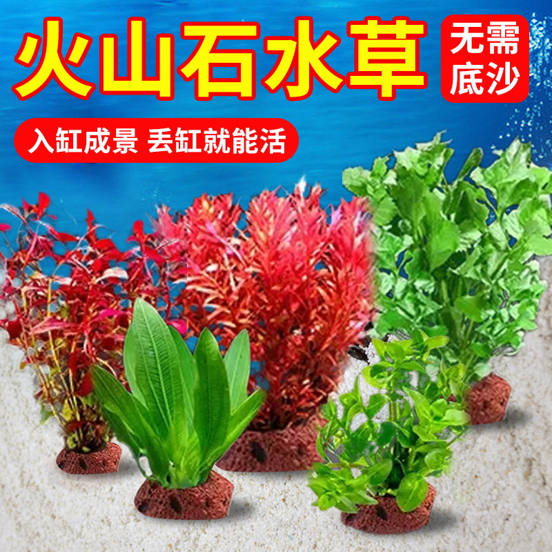 鱼缸浮萍水草无土活体水培植物净化水质圆心萍水族箱养鱼养龟绿植