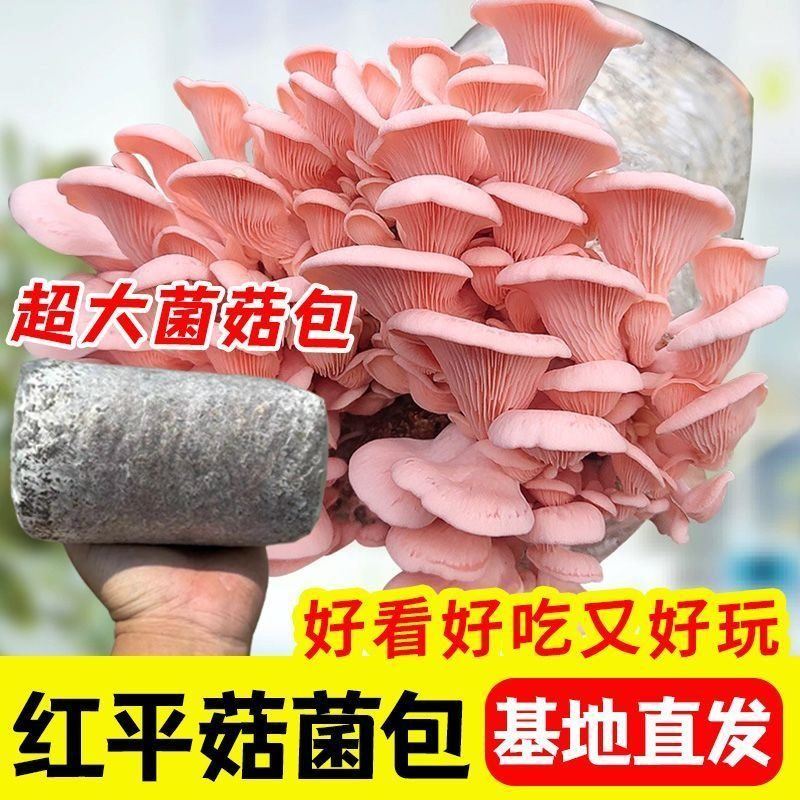 蘑菇菌包香菇平菇菌包菌种室内家庭种植包种子食用菌【买一发三】