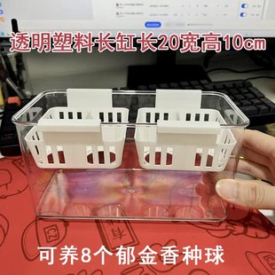 水培郁金香花盆含定植篮水养种球玻璃器皿方便换水透明郁金香花瓶