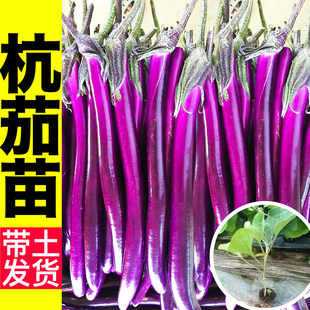 山东寿光杭茄一号苗秧皮薄香糯紫长线茄种子黑圆茄竹丝青鸡蛋茄子