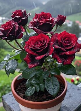 黑巴克玫瑰月季花盆栽老桩大苗丝绒暗红色开阳台庭院花卉绿植带根