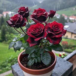 黑巴克玫瑰月季 花盆栽老桩大苗丝绒暗红色开阳台庭院花卉绿植带根