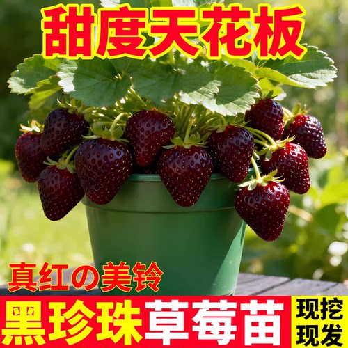 黑珍珠草莓苗穴盘苗真红美铃玄玉草莓苗草莓苗秧批发四季结果盆栽