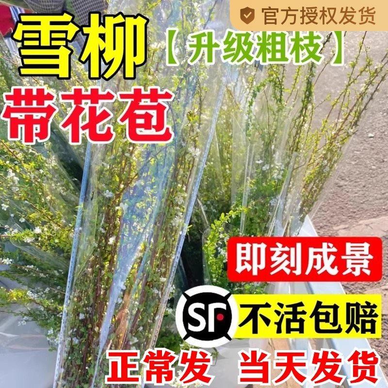 雪柳鲜枝带花苞水培植物室内绿植好养活鲜花云南基地直发干枝龙柳,鲜花速递/花卉仿真/绿植园艺,红掌/凤梨/温室花卉,淘宝优惠券,粉丝福利购,淘宝优惠卷