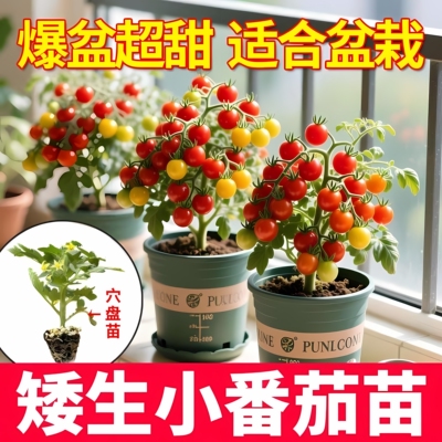 四季矮生番茄苗水果盆栽千禧种子孑种籽阳台圣女果西红柿草莓苗秧