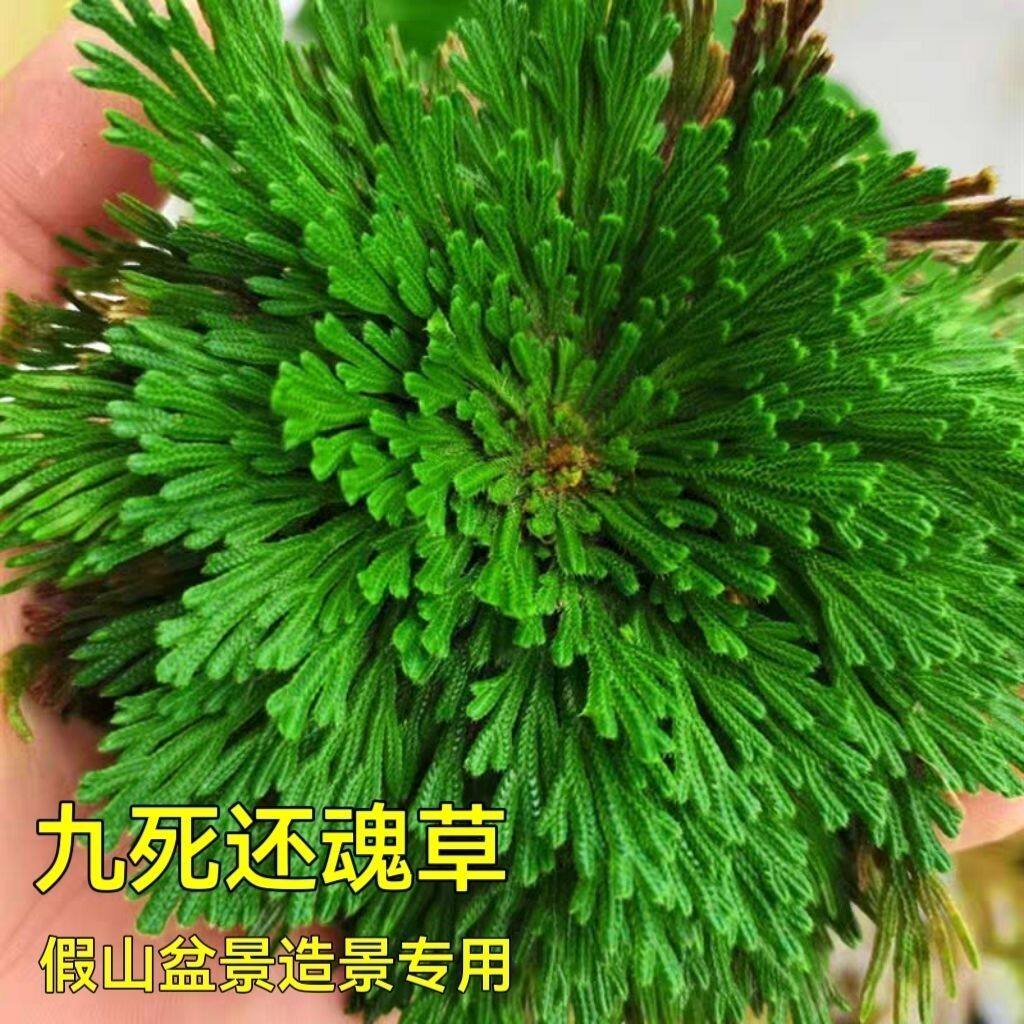 卷柏九死还魂草盆栽复艺活草植植物微型盆景创意假山绿吸水石园草