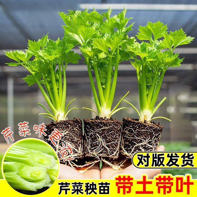 四季小香芹苗芹菜苗实芹皇后西芹山芹幼苗秧苗西芹苗盆栽带土发货,鲜花速递/花卉仿真/绿植园艺,种苗/半成品盆栽,淘宝优惠券,粉丝福利购,淘宝优惠卷