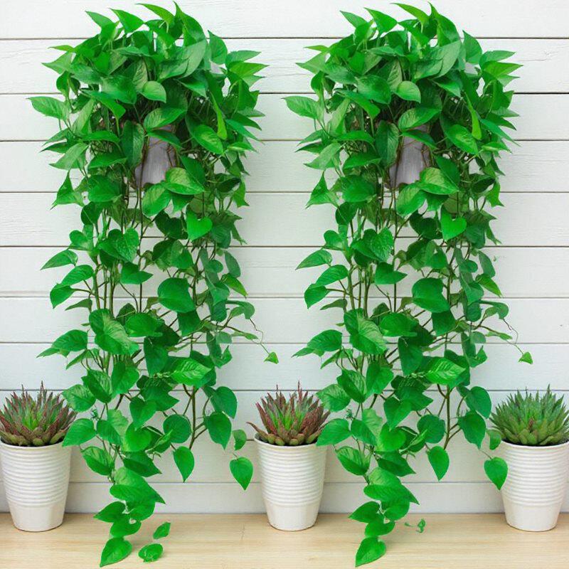 长藤绿萝室内盆栽壁挂绿植垂吊兰空调悬挂爬藤植物水培绿箩大叶