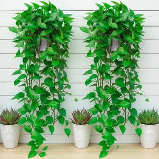 长藤绿萝室内盆栽壁挂绿植垂吊兰空调悬挂爬藤植物水培绿箩大叶