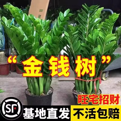 金钱树盆栽植物室内好养花卉客厅四季办公室大发财树招财绿植盆景