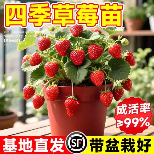 草莓苗穴盘苗秧批发盆栽特大号奶油玄玉红颜黑珍珠脱毒苗四季结果