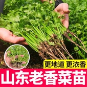 香菜苗带根带土盆栽阳台老品种四季 室外绿植菜 正宗耐寒秧苗菜冬季
