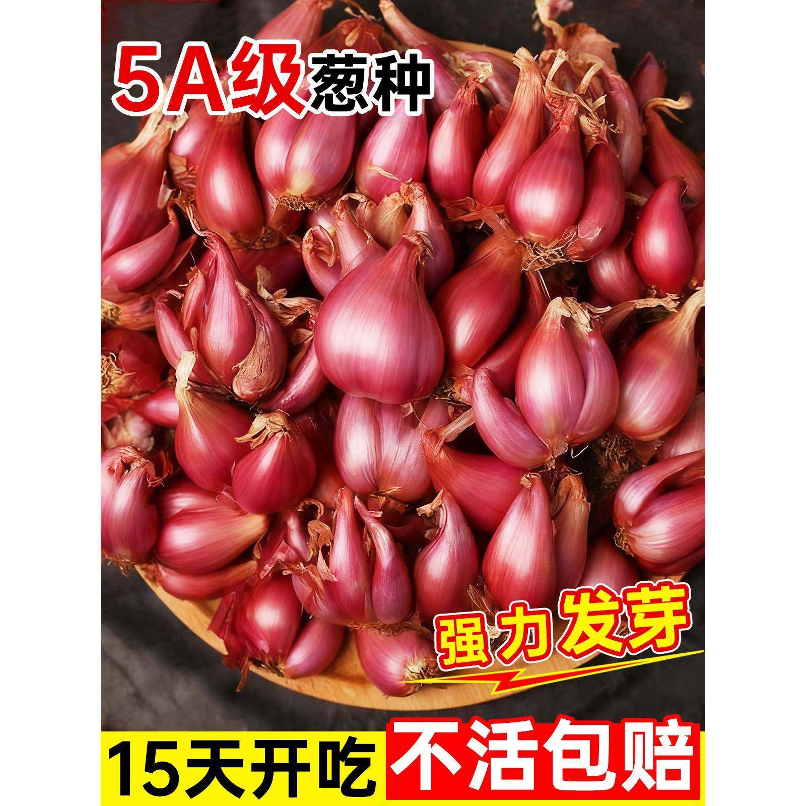 红葱头种四季小香葱种头正宗广东四川红葱头葱种子籽本地火葱,鲜花速递/花卉仿真/绿植园艺,种苗/半成品盆栽,淘宝优惠券,粉丝福利购,淘宝优惠卷