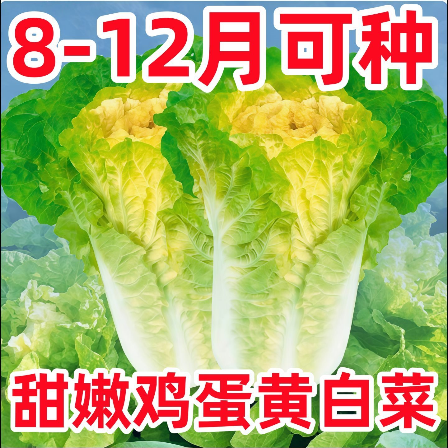 鸡蛋黄大白菜种子北京小杂56蔬菜种孑快菜黄心菜种籽四季白菜籽种