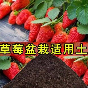 草莓种植土草莓专用土营养土盆栽土室内育苗土壤有机土微酸性土壤