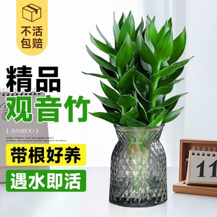 观音竹富贵竹水培植物花卉绿植绿萝室内盆栽转运竹子水养带根好养