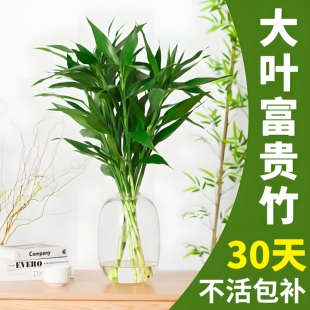 带根转运竹水竹富贵竹植物水养开运竹子盆栽客厅室内招财水培绿植