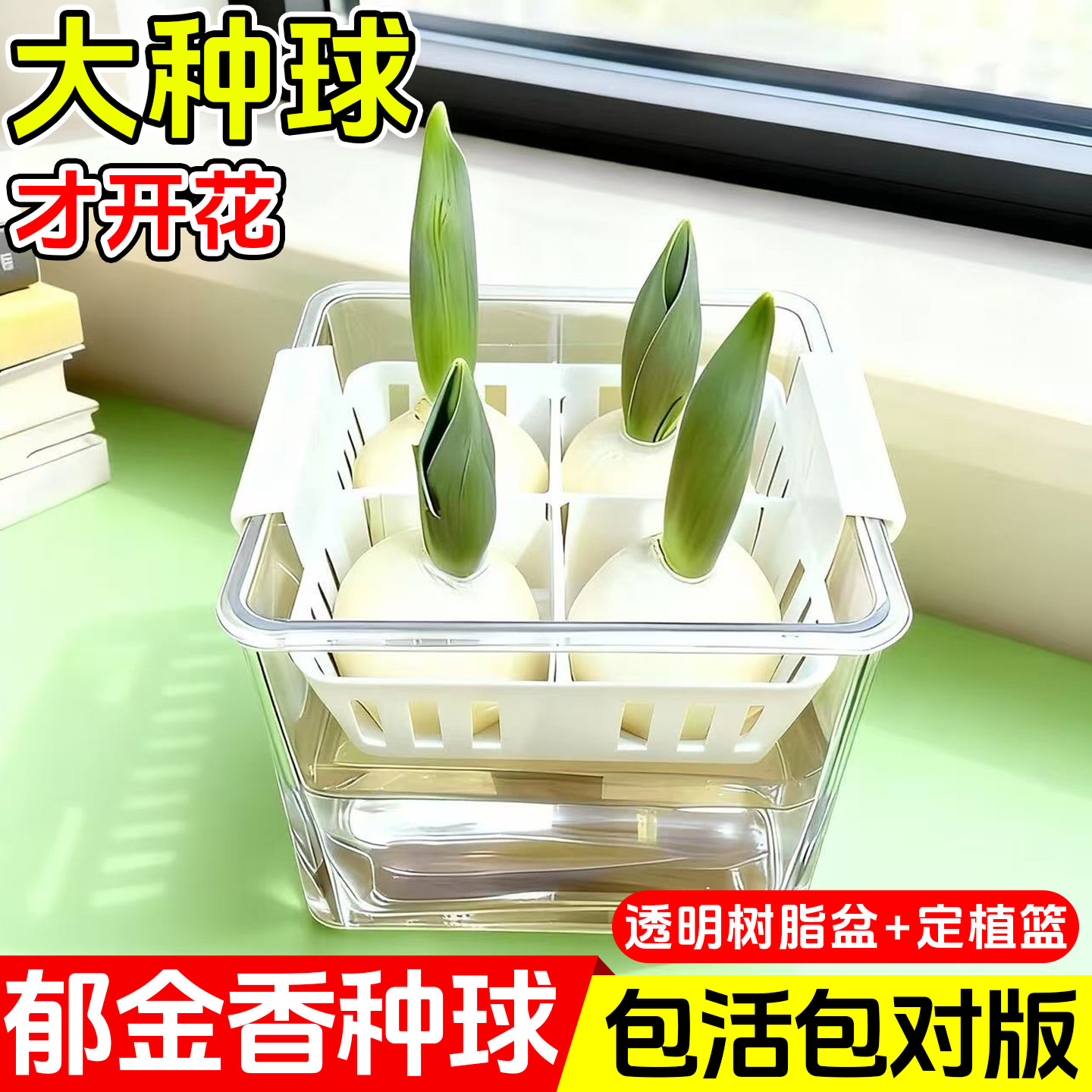 5颗郁金香种球水培花卉盆栽重瓣四季好养活植物土养阳台花种子籽